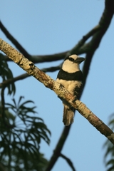 Notharchus hyperrhynchus
