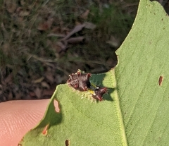 Doratifera vulnerans