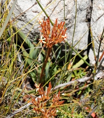 Dilatris viscosa