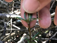 Coprosma linariifolia