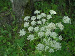 Silphiodaucus prutenicus
