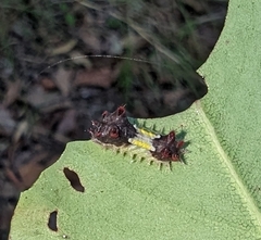 Doratifera vulnerans