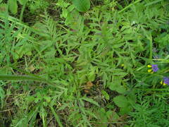 Silphiodaucus prutenicus