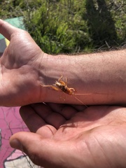 Ceuthophilus californianus