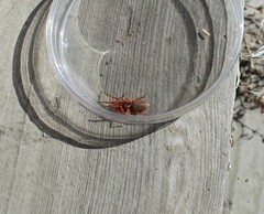 Dysdera crocata