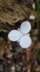 Libertia mooreae