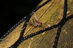 Cryptinae