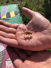 Ceuthophilus californianus