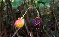 Rubus fruticosus