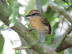 Conopophaga melanops