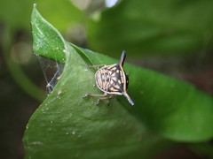 Alcimocoris