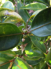 Gynochthodes phyllireoides