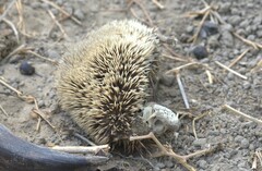 Atelerix albiventris