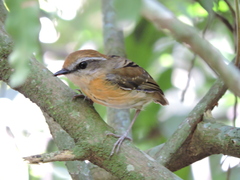 Conopophaga melanops
