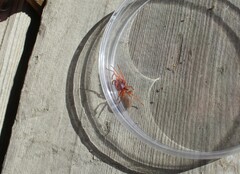 Dysdera crocata