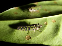 Paracrocampsa aulaeata