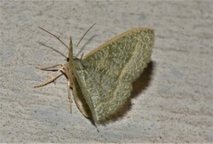 Phaiogramma stibolepida