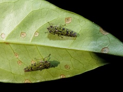 Paracrocampsa aulaeata