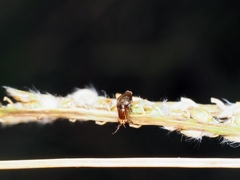 Steganopsis melanogaster