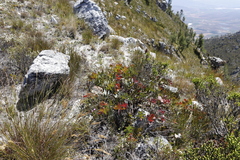 Protea amplexicaulis