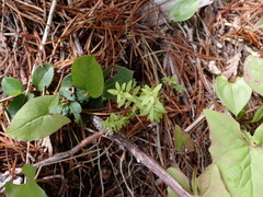 Galium trifidum