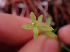 Galium trifidum