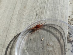 Dysdera crocata