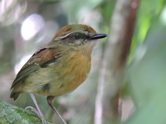 Conopophaga melanops