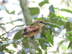 Conopophaga melanops