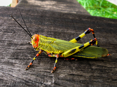 Zoniopoda tarsata