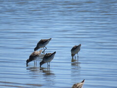Calidris himantopus