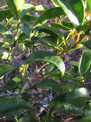 Gynochthodes phyllireoides