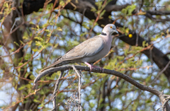 Streptopelia decipiens
