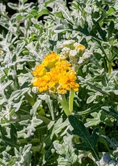 Eriophyllum confertiflorum