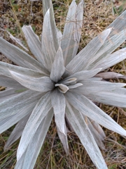 Celmisia semicordata stricta