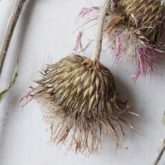 Cirsium canum