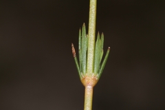 Psyllocarpus