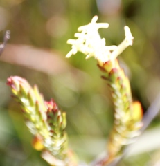 Gnidia oppositifolia