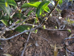Gynochthodes phyllireoides