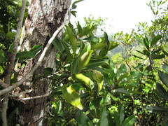 Gynochthodes phyllireoides