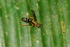 Agelaia multipicta