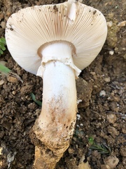 Amanita ocreata