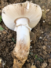 Amanita ocreata