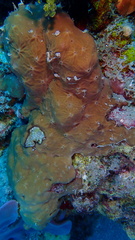 Chicken liver sponge