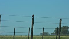 Leistes superciliaris