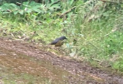 Grallaria squamigera