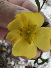 Crocanthemum corymbosum