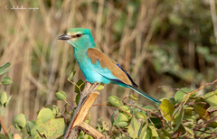 Coracias abyssinicus