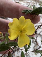 Crocanthemum corymbosum