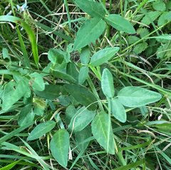 Desmodium illinoense